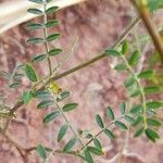 Adesmia grandiflora leaf picture by Trap Hers (cc-by-sa)