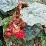 Rubus tricolor fruit picture by tom cole (cc-by-sa)