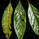 Ocotea glomerata leaf picture by Jean-François Molino (cc-by-sa)