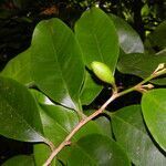 Chrysophyllum brenesii fruit picture by Nelson Zamora Villalobos (cc-by-nc)