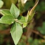 Blepharis maderaspatensis leaf picture by Jagadeeswaran Kannan (cc-by-sa)