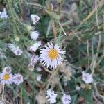 Symphyotrichum subspicatum flower picture by Winnie Arthurs (cc-by-sa)