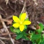 Hypericum humifusum flower picture by Jean-Luc Durand (cc-by-sa)