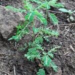 Phyllanthus amarus habit picture by pratiwir pratiwir (cc-by-sa)
