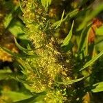 Rumex maritimus fruit picture by Alexander Baransky (cc-by-sa)