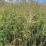 Brassica napus habit picture by Decker Dan (cc-by-sa)