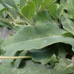 Coincya richeri leaf picture by Yoan MARTIN (cc-by-sa)
