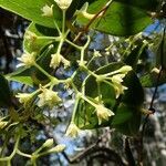 Smilax purpurata flower picture by Richard Chesher (cc-by-sa)