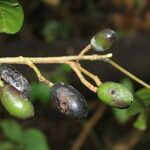 Beilschmiedia costaricensis fruit picture by Nelson Zamora Villalobos (cc-by-nc)