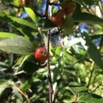 Cotoneaster tomentosus fruit picture by Yannik Hecher (cc-by-sa)