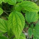 Boehmeria cylindrica leaf picture by Heather Herb (cc-by-sa)