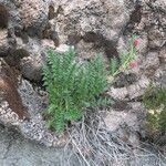 Caiophora chuquitensis habit picture by Fabien Anthelme (cc-by-sa)