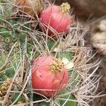Gymnocalycium saglionis fruit picture by Trap Hers (cc-by-sa)