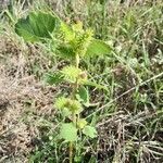 Xanthium strumarium habit picture by Serge Fournier (cc-by-sa)