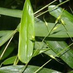 Olyra latifolia leaf picture by Nelson Zamora Villalobos (cc-by-nc)