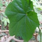 Cayaponia africana leaf picture by Maarten Vanhove (cc-by-sa)