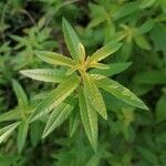 Aloysia citrodora leaf picture by vince Lhypno (cc-by-sa)