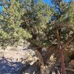Juniperus osteosperma habit picture by Cora G. (cc-by-sa)