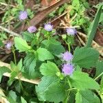 Ageratum conyzoides flower picture by Fernando da Luz Schmidt (cc-by-sa)