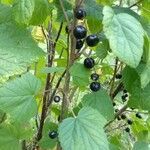 Ribes nigrum fruit picture by Aladár Szabo (cc-by-sa)