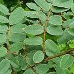 Indigofera swaziensis leaf picture by susan brown (cc-by-sa)