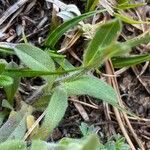 Myosotis alpestris leaf picture by Sastre Oriol (cc-by-sa)