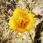 Calochortus weedii flower picture by Heather (cc-by-sa)