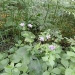 Geranium sylvaticum habit picture by Nieminen Janne (cc-by-sa)