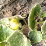 Asarina procumbens fruit picture by Jean-Marc Vanel (cc-by-sa)