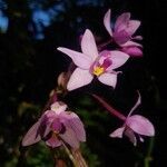 Spathoglottis plicata flower picture by Philippe Feldmann (cc-by-sa)