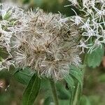 Eupatorium cannabinum fruit picture by John Sycorax (cc-by-sa)