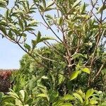 Sambucus nigra habit picture by thomas vuillez (cc-by-sa)