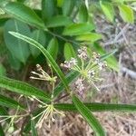 Asclepias longifolia flower picture by McKaila Stafford (cc-by-sa)