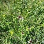Echinacea pallida habit picture by Robert Breeding (cc-by-sa)