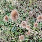Dipsacus sativus flower picture by luke hill (cc-by-sa)