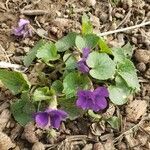 Viola sororia habit picture by William Coville (cc-by-sa)