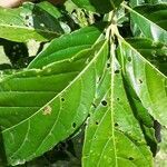 Cordia eriostigma leaf picture by visiones (cc-by-sa)