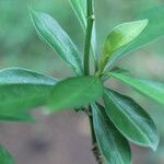 Eumachia microdon leaf picture by Nelson Zamora Villalobos (cc-by-nc)