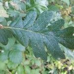 Quercus garryana leaf picture by Colten Patton (cc-by-sa)
