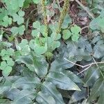 Anemia phyllitidis habit picture by Trap Hers (cc-by-sa)