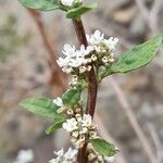 Lippia integrifolia flower picture by Trap Hers (cc-by-sa)