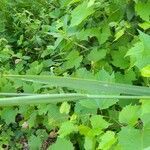 Glyceria maxima leaf picture by k sch (cc-by-sa)