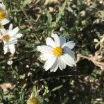 Melampodium leucanthum flower picture by Missi missi (cc-by-sa)