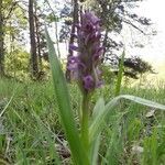 Dactylorhiza incarnata leaf picture by Mickaël Tissot (cc-by-sa)