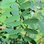 Sesbania virgata leaf picture by Trap Hers (cc-by-sa)