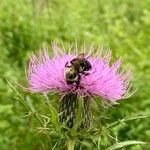 Cirsium discolor flower picture by lori law (cc-by-sa)