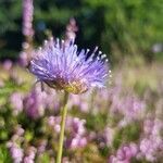 Jasione laevis flower picture by Ahmed Ghedjatti (cc-by-sa)
