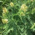 Astragalus cicer flower picture by christine Lesca Maillard (cc-by-sa)