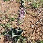 Ledebouria revoluta flower picture by Susan Brown (cc-by-sa)