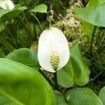 Calla palustris flower picture by Malyshev Egor (cc-by-sa)